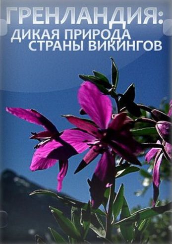 Гренландия: Дикая природа страны викингов